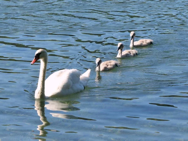 Eine Schöne Aufnahme Weißer Schwäne Schwimmt Auf Dem See — Stockfoto