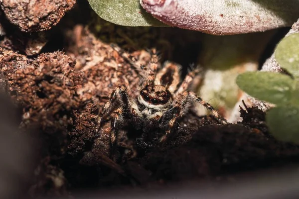 Detailní Záběr Děsivé Tarantule Osmi Očima Chlupatýma Nohama Kráčejícíma Špinavém — Stock fotografie