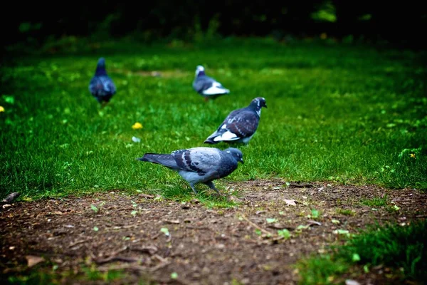 Güzel Gri Güvercinler Gündüz Vakti Yeşil Çimlerin Üzerinde — Stok fotoğraf
