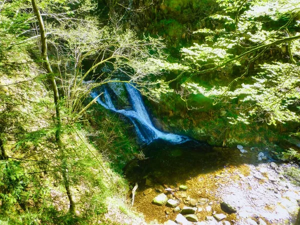 Natura Nella Foresta Nera Germania Francia Confine Europa — Foto Stock