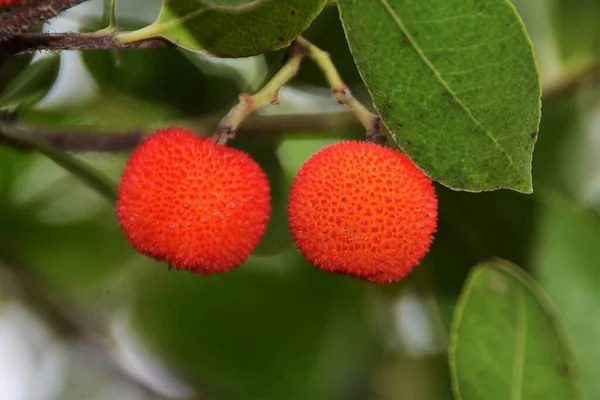 Zbliżenie Strzał Czerwonych Owoców Arbutus Undo — Zdjęcie stockowe