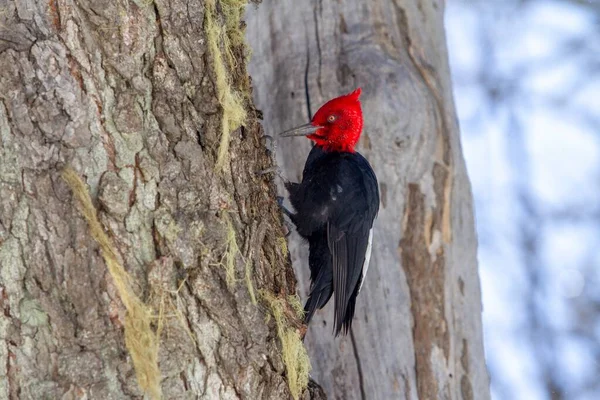 Closeup Magellanic Woodpecker Tree Blurry Background Patagonia Argentina — Stock Photo, Image