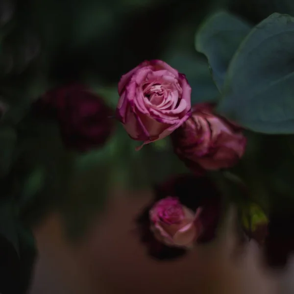 Colpo Sfocato Una Bella Rosa Rosa Sfondo Fiori — Foto Stock