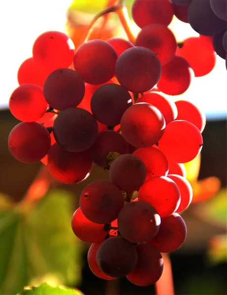 Los Racimos Uvas Que Cuelgan Vid —  Fotos de Stock