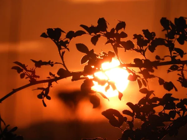 葉を通して輝く明るいオレンジ色の太陽の美しいショット — ストック写真