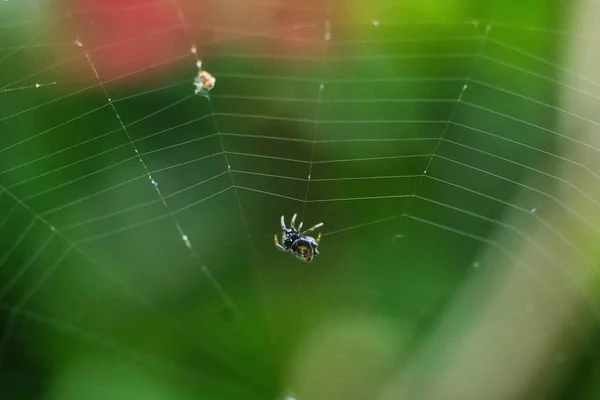 蜘蛛网在白天捕捉到的田野里蜘蛛网的特写 — 图库照片