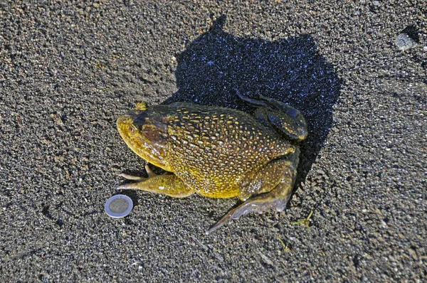 コインの横に地面に立ってバンプを持つ大きな滑りやすい緑のカエル — ストック写真
