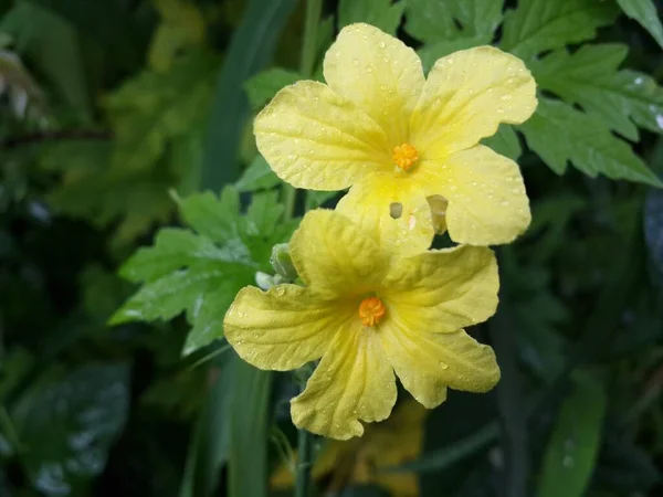 背景に緑の葉を持つ黄色のフィールドの花のクローズアップショット — ストック写真