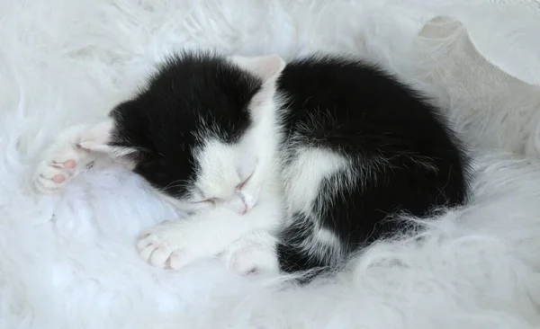 Gros Plan Mignon Petit Chaton Noir Blanc Dormant Sur Une — Photo