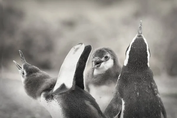 Egy Szürkeárnyalatú Közelkép Egy Csapat Aranyos Pingvinről — Stock Fotó