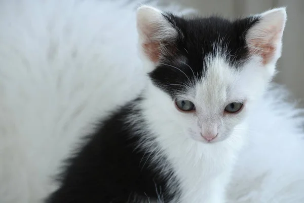 Primer Plano Lindo Gatito Blanco Negro Sobre Una Piel Blanca — Foto de Stock