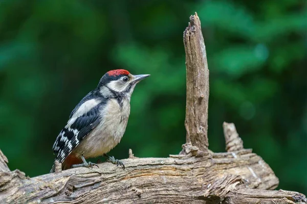 A selective focus shot of a great spotted woodpecker on a piece of wood outdoors during daylight