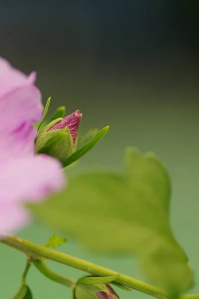 Een Verticaal Selectief Focusshot Van Een Roze Hawaiiaanse Hibiscus Knop — Stockfoto