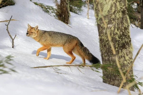 Een Selectieve Focus Van Een Zuid Amerikaanse Grijze Vos Wandelend — Stockfoto