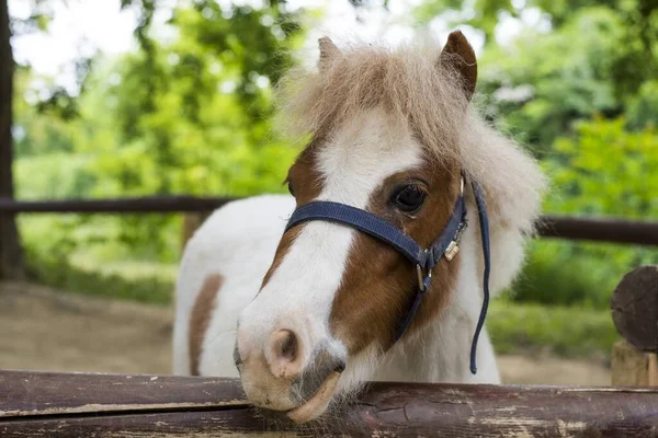 Selective Focus Shot White Brown Pony Foal Farmland — Stock Photo, Image