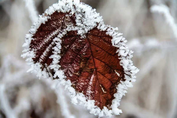 Detailní Záběr Větve Zažloutlými Zmrzlými Listy — Stock fotografie