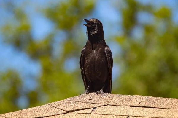 Primer Plano Cuervo Negro Gritando Sentado Techo — Foto de Stock