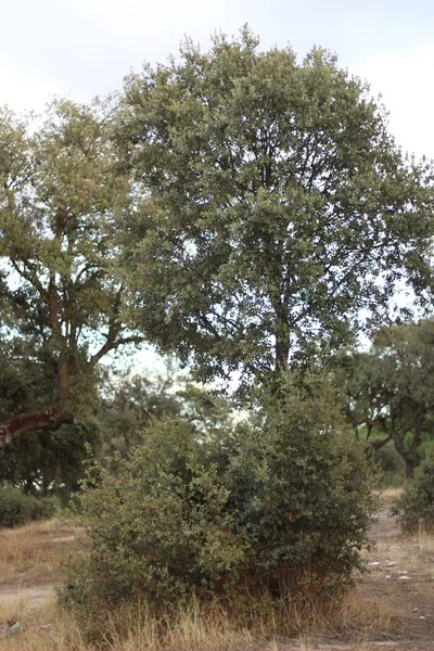 Ein Vertikaler Schuss Grüner Bäume Auf Einem Feld Gegen Den — Stockfoto