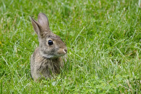 Een Close Van Een Schattig Huiskonijn Het Groene Gras Bij — Stockfoto