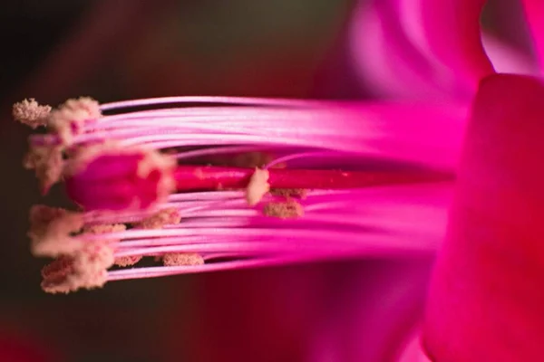 분홍빛 꽃가루의 매크로 — 스톡 사진