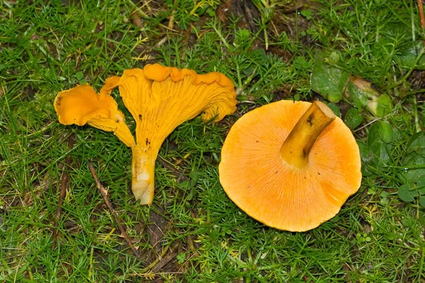 Primo Piano Funghi Arancioni Che Crescono Nella Foresta — Foto Stock