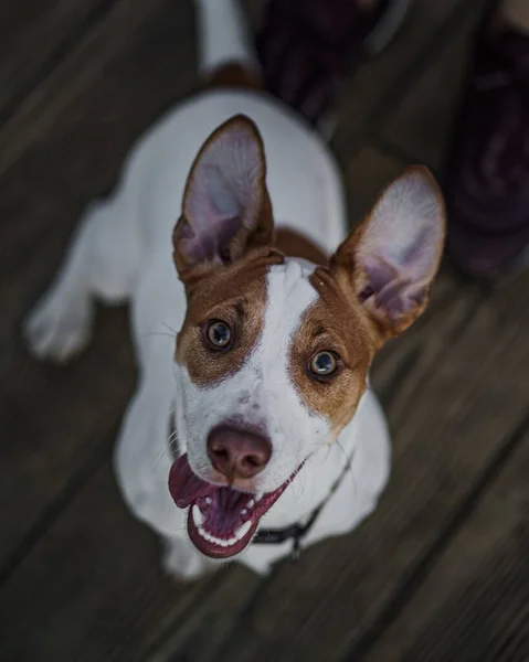 High Angle Shot Adorable Cute Dog Looking Camera — Stock Photo, Image
