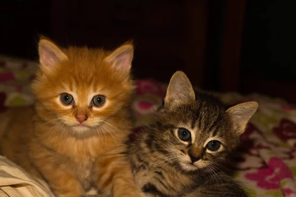 Two Cute Kittens Green Eyes Looking Camera — Stock Photo, Image