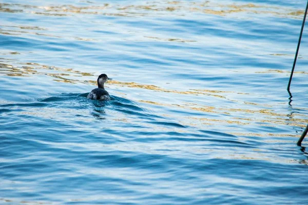 Schwarzhalstaucher Podiceps Nigricollis Schwimmt Neben Einem Boot Und Erzeugt Eine — Stockfoto