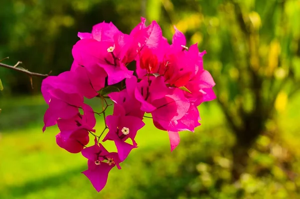 Closeup Shot Bougainvillea Flowers Blurred Background — Stock Photo, Image