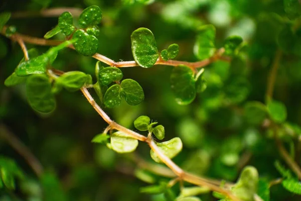 Makro Ujęcie Rośliny Soleirolia — Zdjęcie stockowe