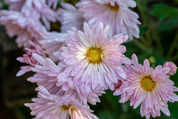Eine Nahaufnahme Von Rosa Chrysanthemenblüten Garten — Stockfoto