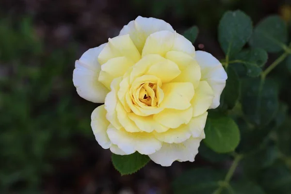 Primer Plano Una Rosa Blanca Jardín — Foto de Stock