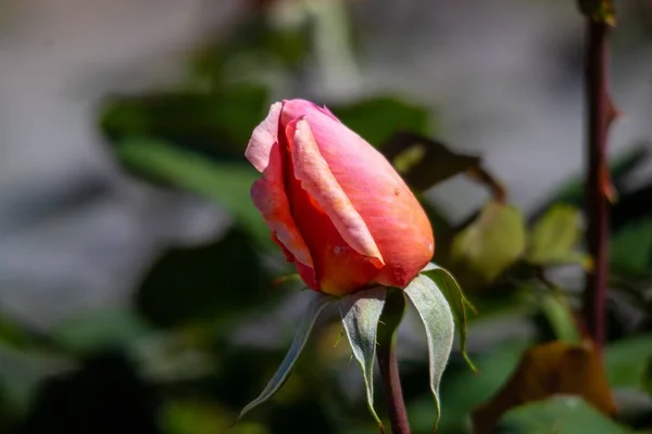 Zbliżenie Ujęcia Pojedynczej Pomarańczowej Róży Zamazanym Tłem — Zdjęcie stockowe