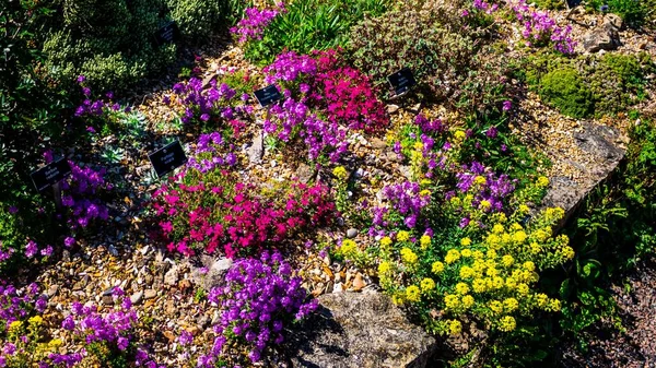 Hög Vinkel Skott Ljusa Färgglada Blommor Park — Stockfoto