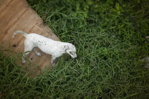 Білий Бродячий Собака Доглядає Їжею Трав Янистому Полі — стокове фото