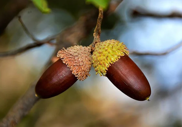 Lovitură Closeup Două Fructe Stejar Ramură — Fotografie, imagine de stoc