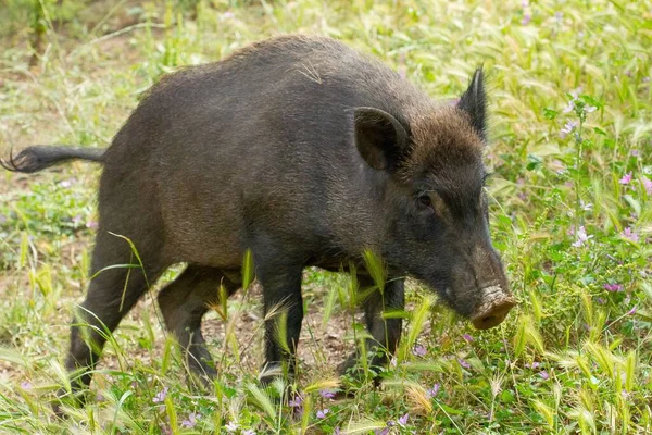 Sanglier Noir Poilu Sur Herbe — Photo