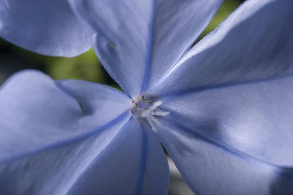 Mavi Phlox Çiçeğinin Yakın Plan Resmi — Stok fotoğraf