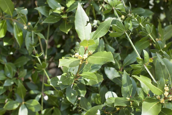 Primer Plano Las Hojas Una Planta Capturada Día Soleado — Foto de Stock