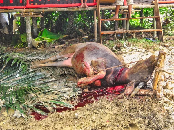 Endonezya Sulawesi Kabilesi Celebes Adası Tana Toraja — Stok fotoğraf