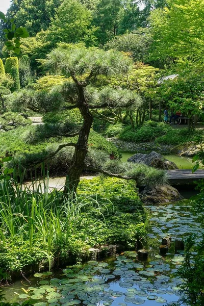 Vertikální Snímek Botanické Rozmanitosti Japonské Zahradě Denního Světla — Stock fotografie