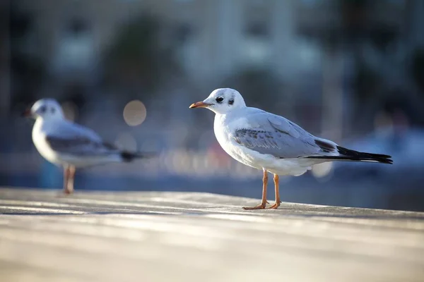 Tiro Foco Seletivo Duas Gaivotas Lado Uma Outra — Fotografia de Stock