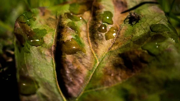 Ett Makro Skott Ett Grönt Löv Med Vattendroppar Och Svart — Stockfoto
