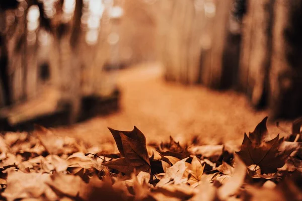 Селективный Фокус Сухих Листьев Земле Солнечным Светом Осенью — стоковое фото