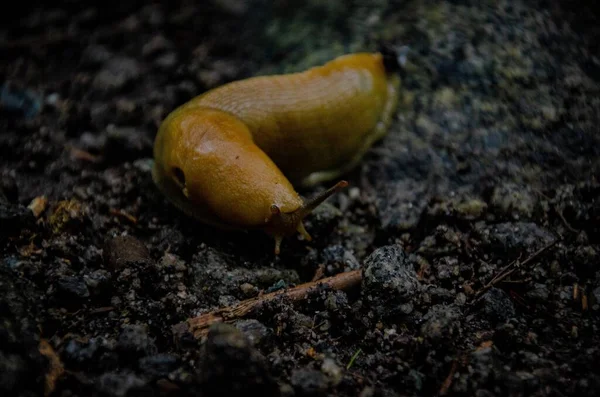 Tiro Perto Uma Lesma Amarela Areia — Fotografia de Stock