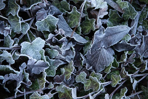 Detailní Záběr Břečťanových Rostlin Mrazem Během Zimy — Stock fotografie