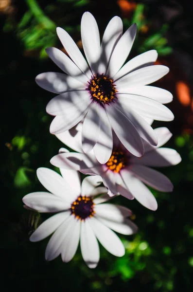 Close Das Belas Flores Brancas Margarida Africano Sob Luz Sol — Fotografia de Stock