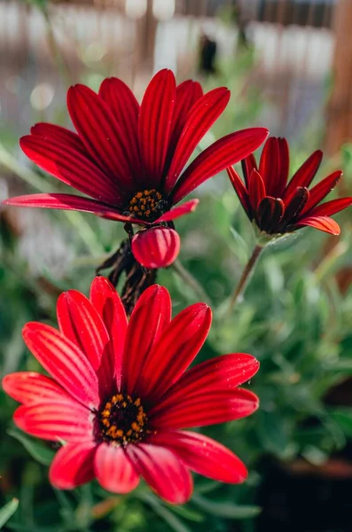 Közelkép Gyönyörű Vörös Afrikai Daisy Virágokról Napfény Alatt — Stock Fotó