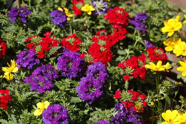 太陽の下でカラフルな庭の花のクローズアップ — ストック写真