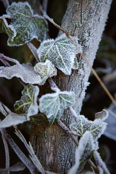 Eine Vertikale Aufnahme Von Efeupflanzen Mit Frost Einem Baumstamm Winter — Stockfoto